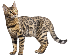 Bengal cat standing and looking up, isolated on white