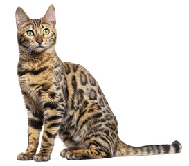 Side view of a Bengal cat sit, isolated on white