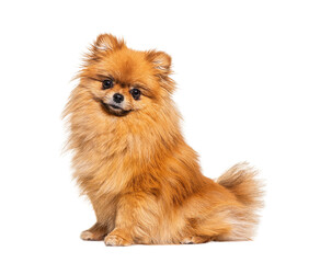 Red Pomeranian dog sitting in front, isolated on white - 594278958