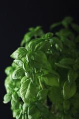 A bunch of basil in low key