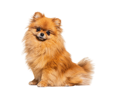 Red Pomeranian dog sitting in front, isolated on white