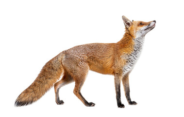 Side view of a Red fox looking up, two years old, isolated on white - 594279122