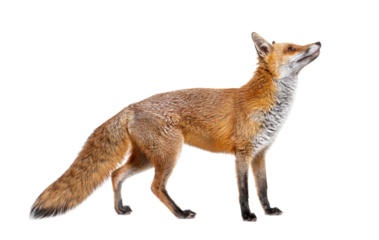 Side view of a Red fox looking up, two years old, isolated on white