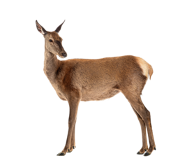 Side view of a doe looking backwards, Female red deer, isolated on white