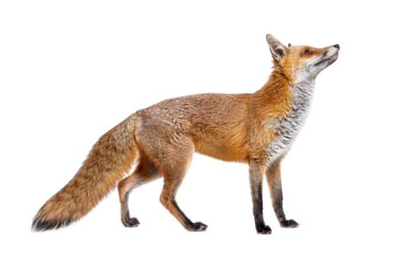 Side view of a Red fox looking up, two years old, isolated on white