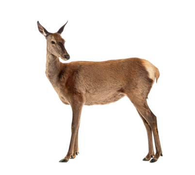 Side view of a doe looking backwards, Female red deer, isolated on white