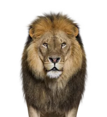 Foto op Plexiglas Portrait of a Male adult lion looking at the camera © Eric Isselée