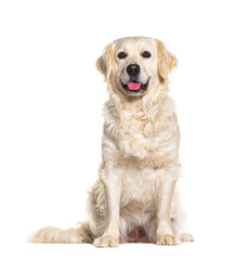 Golden retriever panting, sitting in front and looking at tha camera, isolated on white