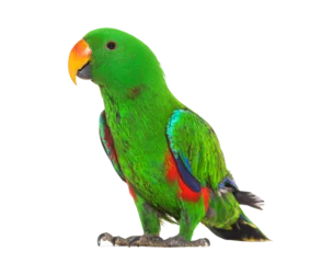 Foto op Canvas Standing Green amazon parrot bird, isolated on white © Eric Isselée