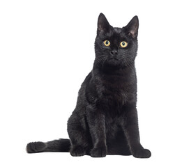 Black Kitten crossbreed cat, sitting and looking up, isolated on white - 594279553