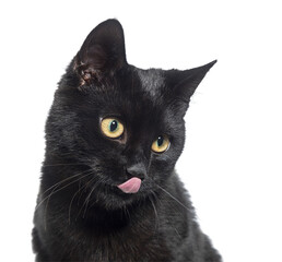 Black Kitten crossbreed cat licking itself, isolated on white