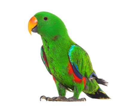 Standing Green amazon parrot bird, isolated on white