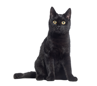 Black Kitten crossbreed cat, sitting and looking up, isolated on white