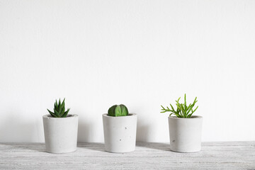 group of cactus and succulent on table