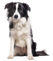 Sitting Young Border collie dog, isolated on white