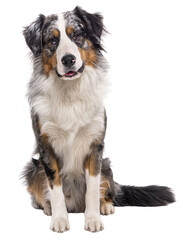 Bordernese, cross between Border Collie and Bernese Mountain Dog, isolated on white - obrazy, fototapety, plakaty