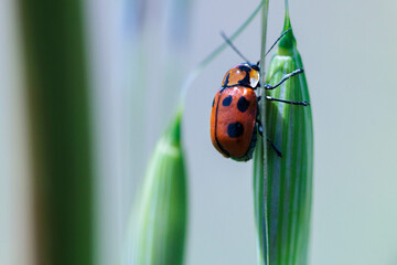 Fototapeta premium 甲虫のツツハムシ