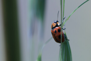 甲虫のツツハムシ