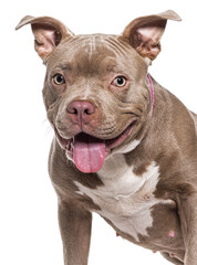 Head shot of a panting American Bully, isolated on white