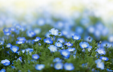 Spring field with blue flowers.Field of nemophila flowers, small and blue flowers.