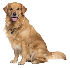 Happy sitting and panting Golden retriever dog looking at camera, Isolated on white - 594280104