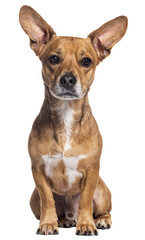 Crossbreed dog with big ears looking at the camera, sitting, Isolated on white