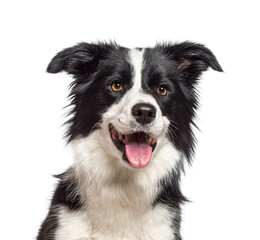 Close-up of Border Collie looking away