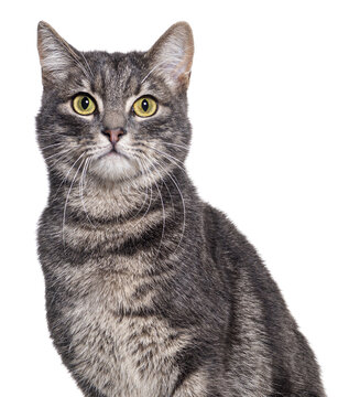 Head shot of a Grey tabby cat sitting and looking at the camera, isolated on white