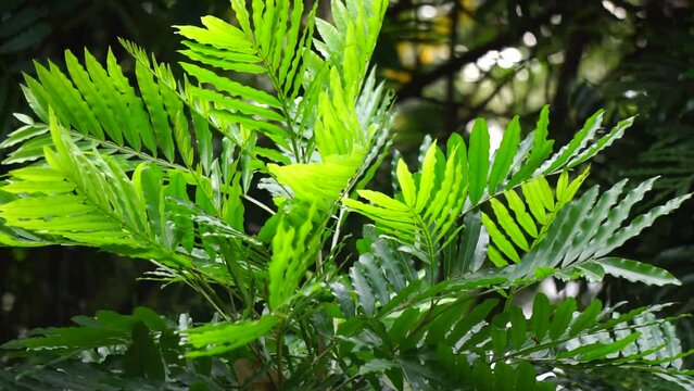 Filicium decipiens (Also called ferntree, fern tree, fern leaf tree, Kerai payung, kiara payung, ki sabun ). It is planted as an ornamental tree in the Indian subcontinent, Indonesia, Hawaii etc