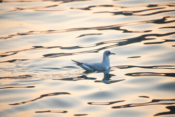 Gabbiani nel mare a tramonto