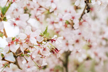 Selective focus on the abundantly blooming Japanese cherry Prunus nipponica Miyabe M.Hiroe Brilliant in April