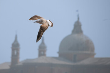 il vuole gabbiani sulla chiesa, religione, cielo, costruzione, 