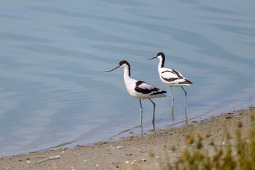 A group of Pied Avocets walking near water sunny day