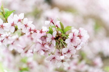 Shallow depth of field on a flowering branch of Japanese cherry or sakura Prunus nipponica Miyabe M.Hiroe Brilliant during flowering in April