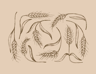 Field of ears of wheat,spelt. Heap of ears of wheat, dried whole grains. Cereal harvest, agriculture, organic farming. Background from ears of wheat drawn by hand. Design element. Vector	