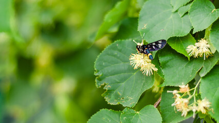 Natural background with a blooming linden tree and a butterfly sitting on its flowers. long banner format, blurred background and selective focus