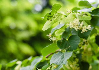 Linden tree flower. Natural medicine, herbal tea, aromatherapy. Spring background linden flowers.