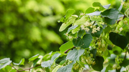 Fototapeta na wymiar Linden tree flower. Natural medicine, herbal tea, aromatherapy. Spring background linden flowers. Long banner format