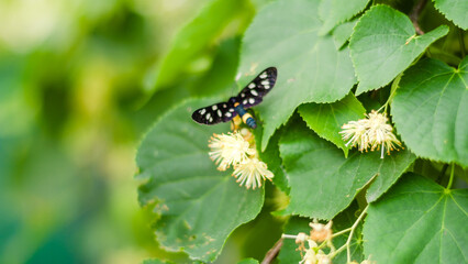 Natural background with a blooming linden tree and a butterfly sitting on its flowers. long banner format, blurred background and selective focus