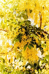 Picturesque tree with an abundance of yellow Laburnum flowers cascading from its lush foliage - obrazy, fototapety, plakaty