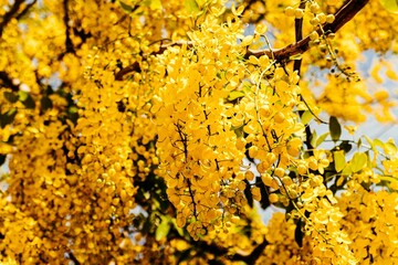 Picturesque tree with an abundance of yellow Laburnum flowers cascading from its lush foliage