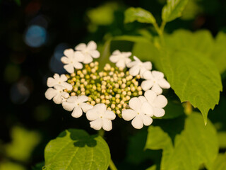 Flowering bush of red viburnum in the rays of the spring sun in the farm garden