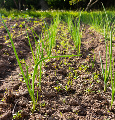 Green onions grow in the beds in the vegetable garden in spring