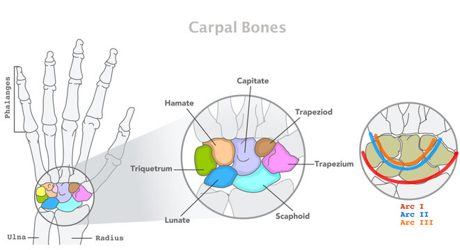 Carpal bones, hand wrist anatomy. Scaphoid, Lunate, Triquetrum Pisiform, Trapezium, Trapezoid, Capitate Hamate, Metacarpal. Proximal row distal arcs. Phalanges, skill, radius, ulna colored. Vector