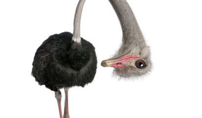 Portrait of a funny and cute Male ostrich upside down; head down. with a perspective effect shrinking the body which creates a lot of depth, isolated on white