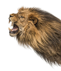 Head shot of a furious Lion roaring, Panthera Leo, isolated on white