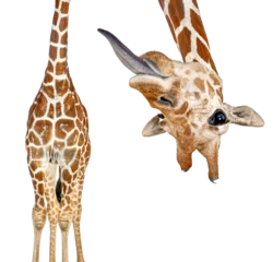 Poster Portrait of a funny and cute giraffe upside down sticking tongue out  head down. with a perspective effect shrinking the body which creates a lot of depth, isolated © Eric Isselée