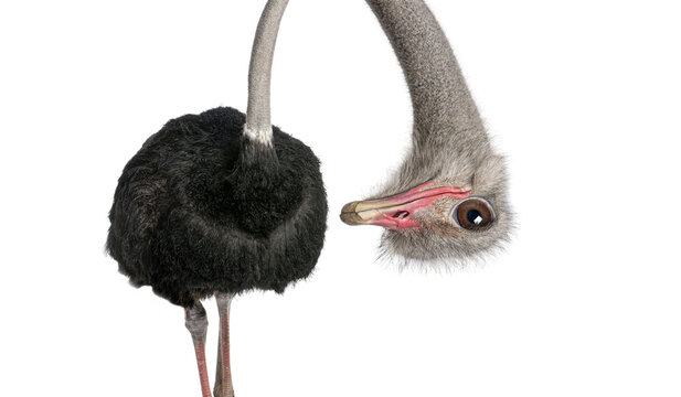 Portrait of a funny and cute Male ostrich upside down; head down. with a perspective effect shrinking the body which creates a lot of depth, isolated on white