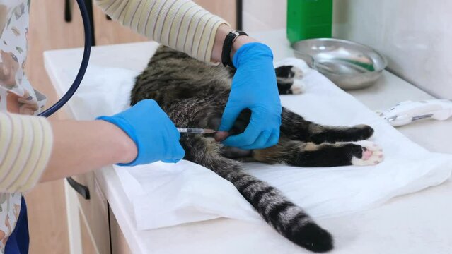 the doctor in the clinic gives an analgesic injection into the cat's scrotum before the castration operation.