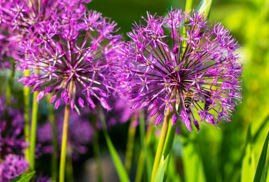 Close up of purple Allium flowers with bee in the garden